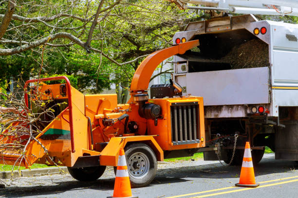 How Our Tree Care Process Works  in Laurence Harbor, NJ